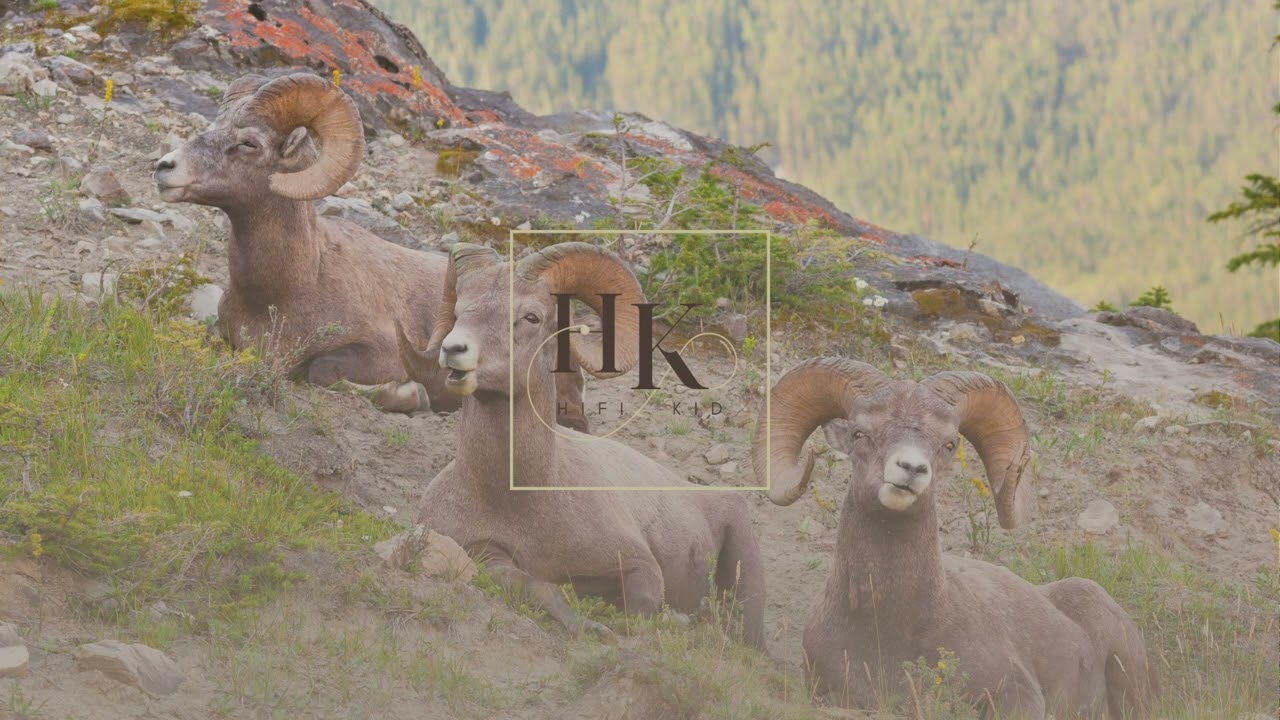 Three Rams | Relaxing Lo-Fi Music