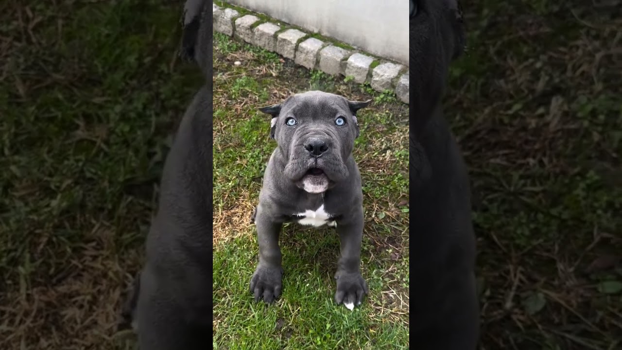 Cane corso puppies #puppy #canecorso  #dog #dogbreed