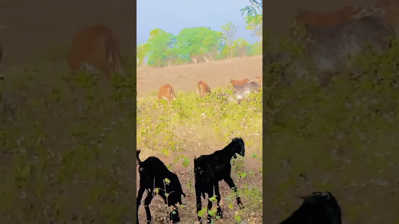 #top10 #vairalvideo #ram #subscribe #animals #gandigir #shortvideo #cow #girgay