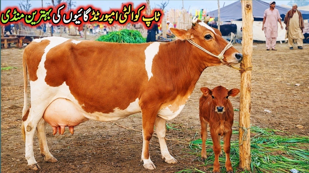 Gondal Mandi latest update 04 jan2025!best jersey cow for sale!cow for sale new video!#cow#dairyfarm