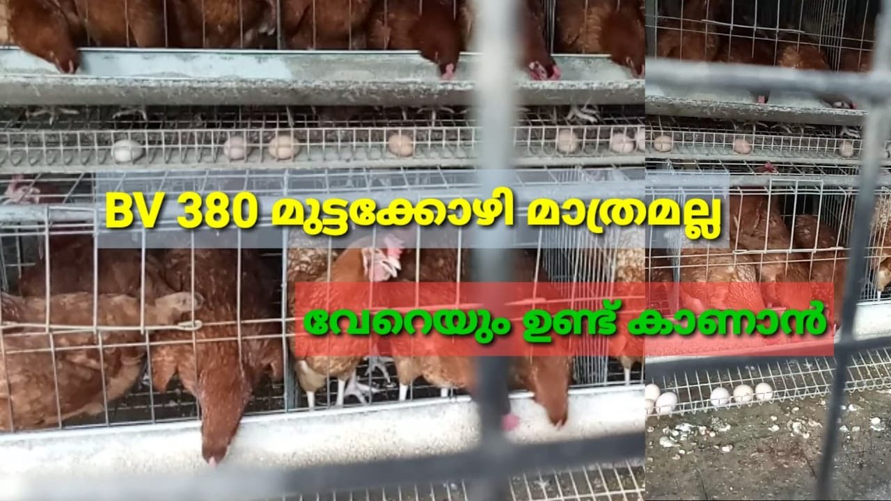 BV 380 മുട്ടക്കോഴി മാത്രമല്ല പിന്നെന്തൊക്കെ അറിയണം? # BV380 #kozhi #eco # Ecoown# Kottayam