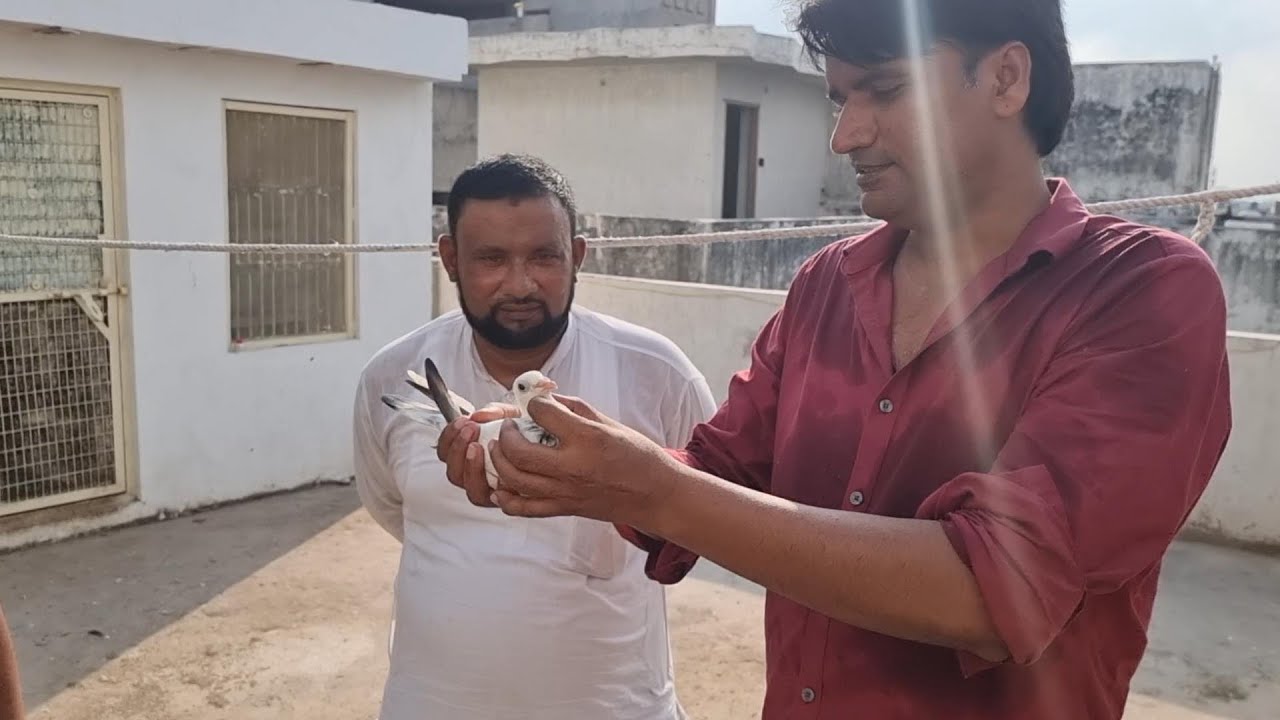 HAZI FAZAL KE ANTIQUE MADRASI KABOOTAR - UP KHURJA