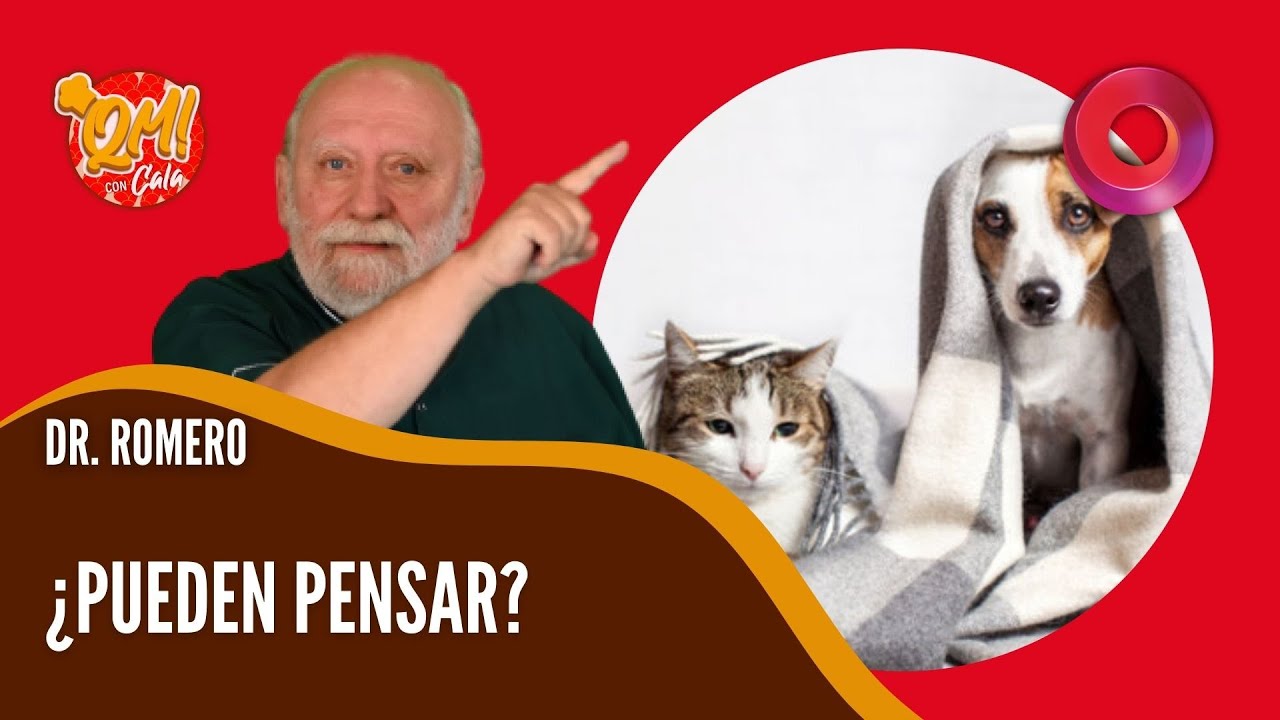 ¿Los perros y gatos piensan?