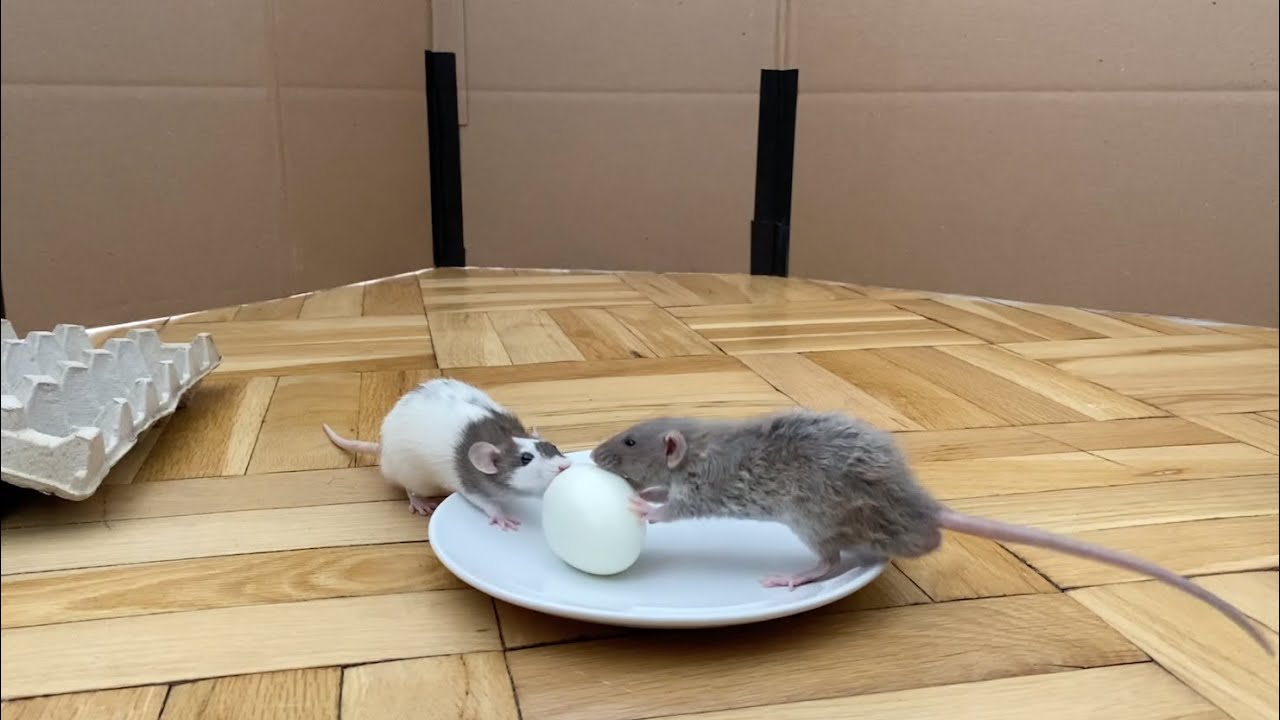 Pet Rats Eat Hard Boiled Egg for First Time!