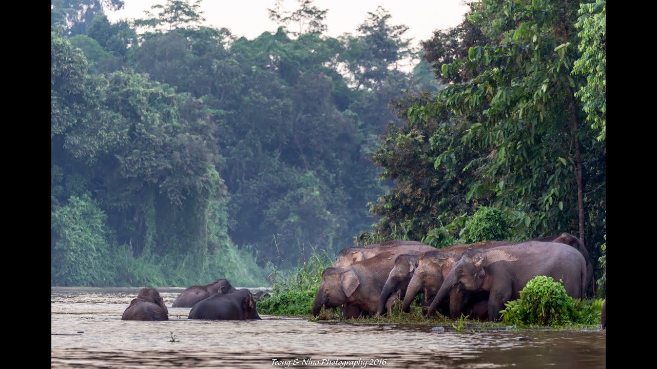 Kinabatangan - A River Runs Wild
