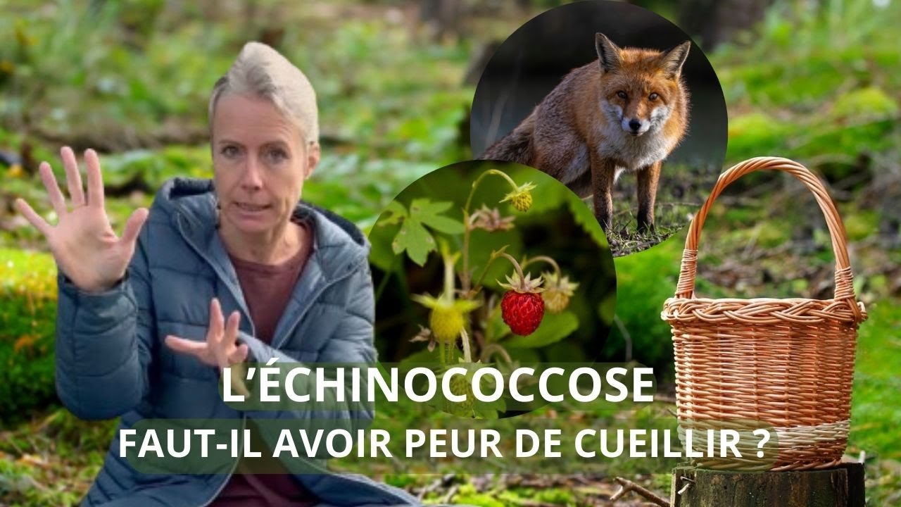 Échinococcose - faut-il avoir peur de cueillir ?