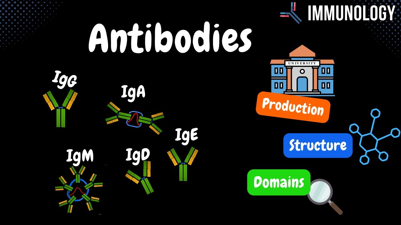 Przeciwciała (pochodzenie, składniki, domeny, IgG, IgM, IgA, IgD, IgE) +TABELA - Immunologia