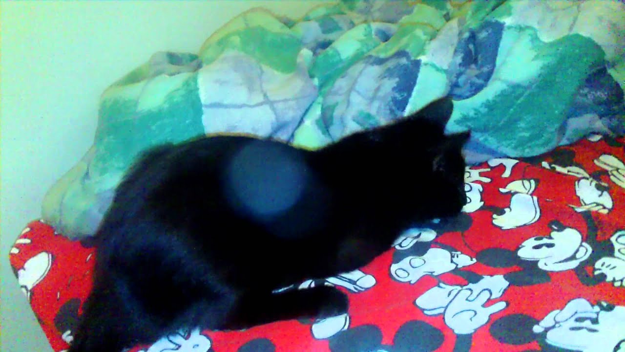 cat playing with vibrator