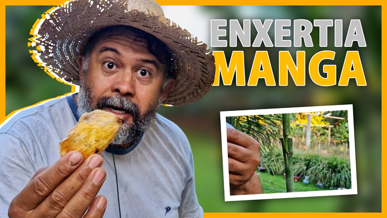 Enxertia no p&eacute; de manga sem erro