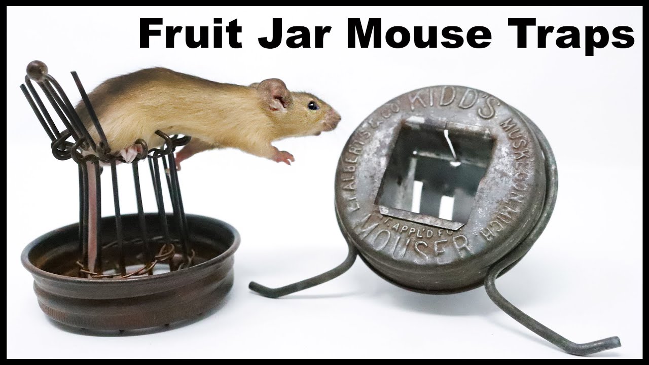 Which One Will Catch More Mice? The Fruit Jar Mouse Trap Competition. Mousetrap Monday.