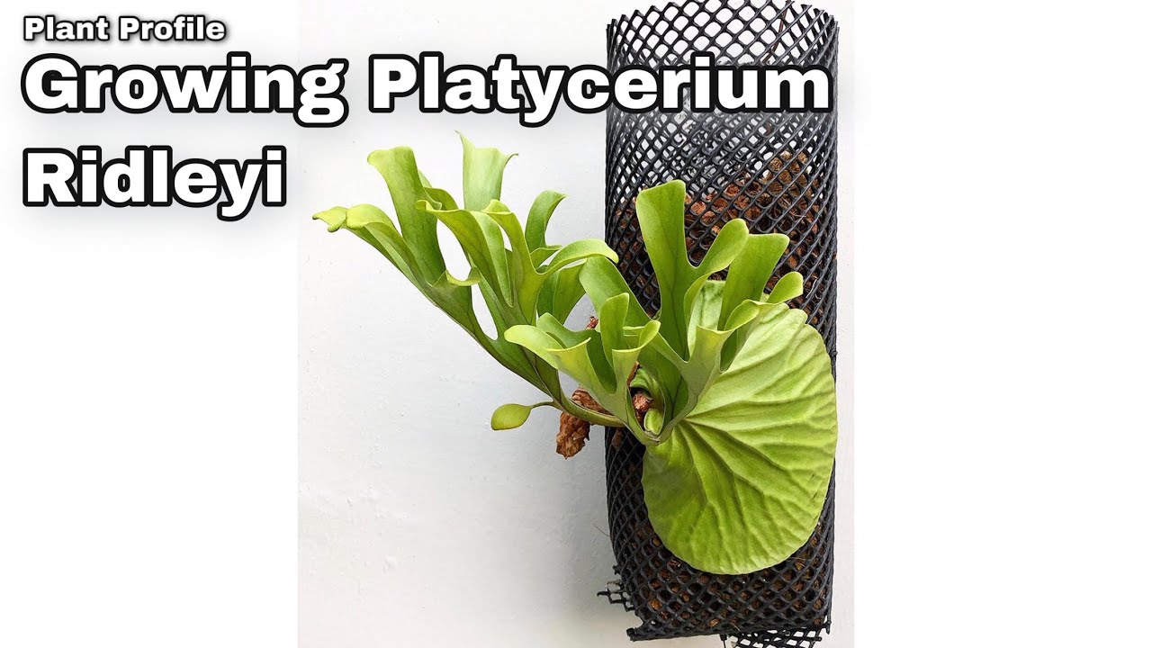 Plant Profile - Platycerium Ridleyi -Ep 52