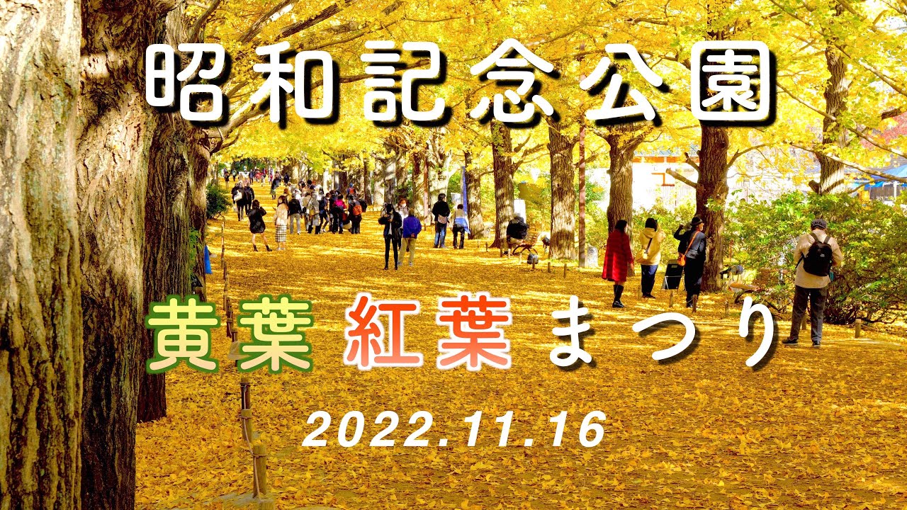 2022.11.16 『昭和記念公園』 イチョウ並木の黄葉・日本庭園の紅葉 [4K] #ShowaKinenPark #Gingko #AutumnLeaves