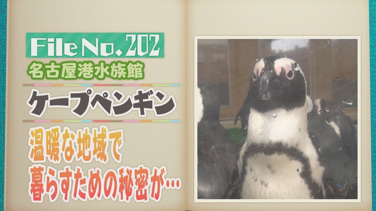 温暖な地域に暮らすための秘密がいっぱい！ケープペンギン【どうぶつZOO鑑】2024年5月10日放送