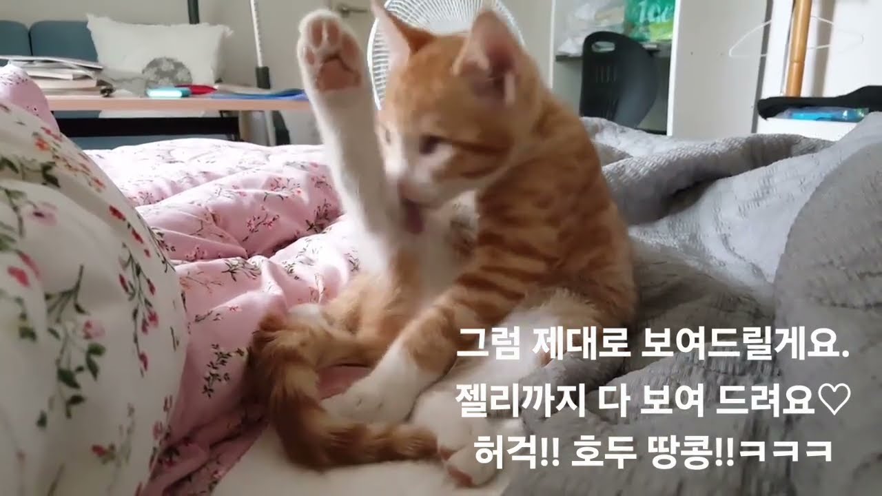 호두 골골송 + 그루밍 : 힐링 그 잡채@호두2697#고양이#그루밍#골골송#kitten#purring#grooming