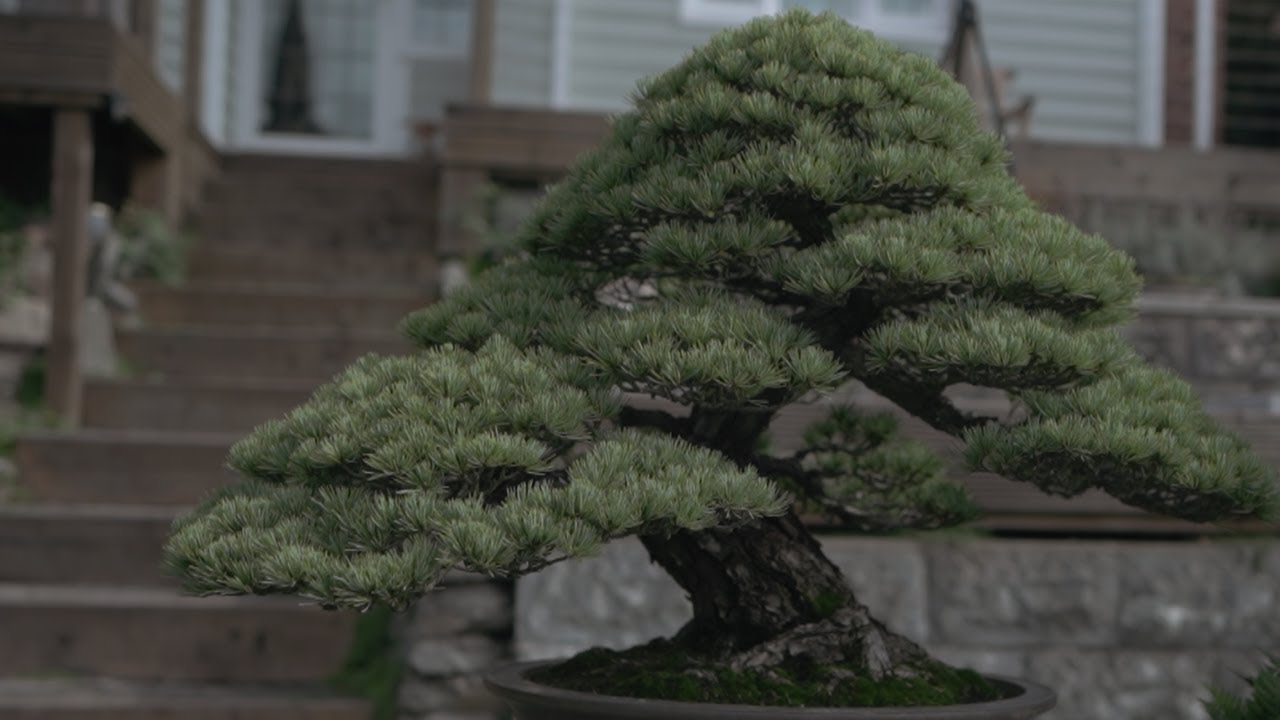 Beautiful Bonsai Garden Tour of Warren Radford