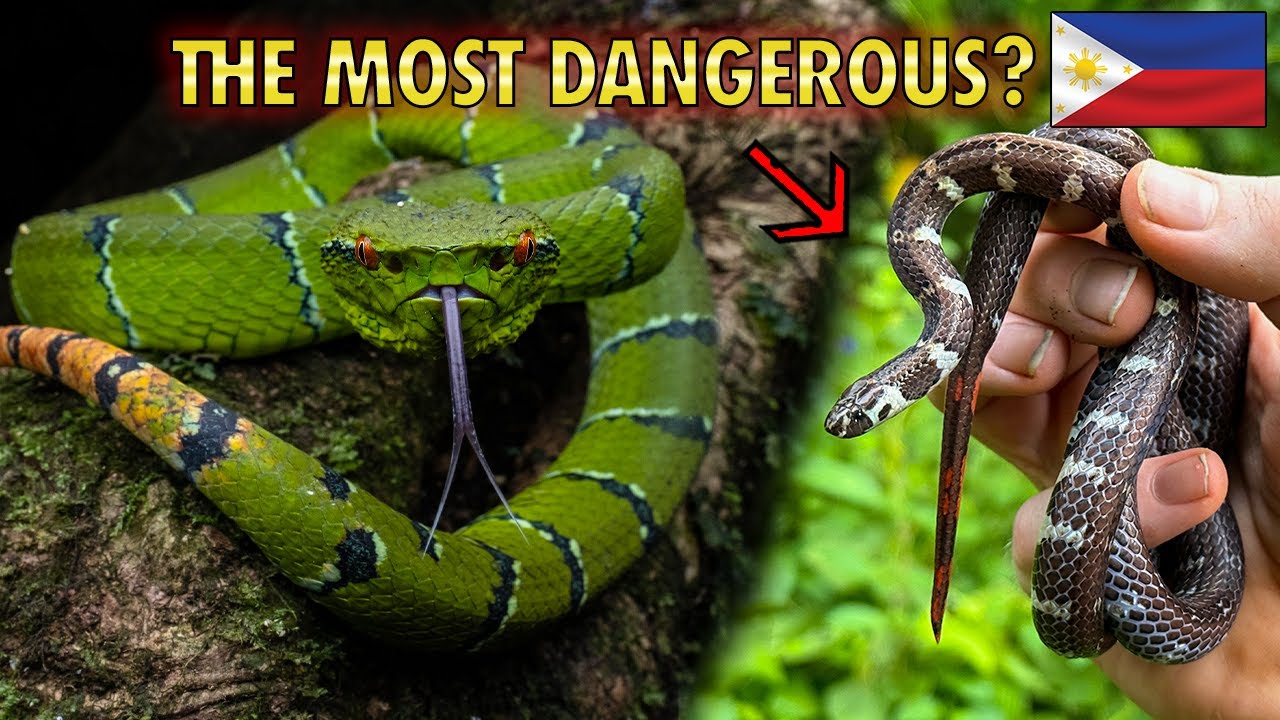 We found MOST VENOMOUS Pit Vipers and Coral Snakes in The Philippines