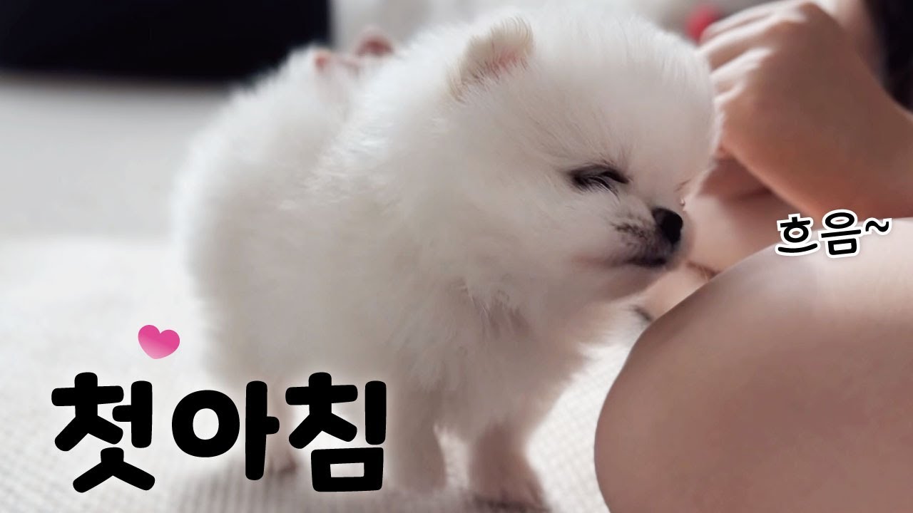 흠~ 향기 좋고~~ 아기 강아지 입양 이튿날 첫아침 ❤️[ 2개월 포메라니안 ep.2 ]