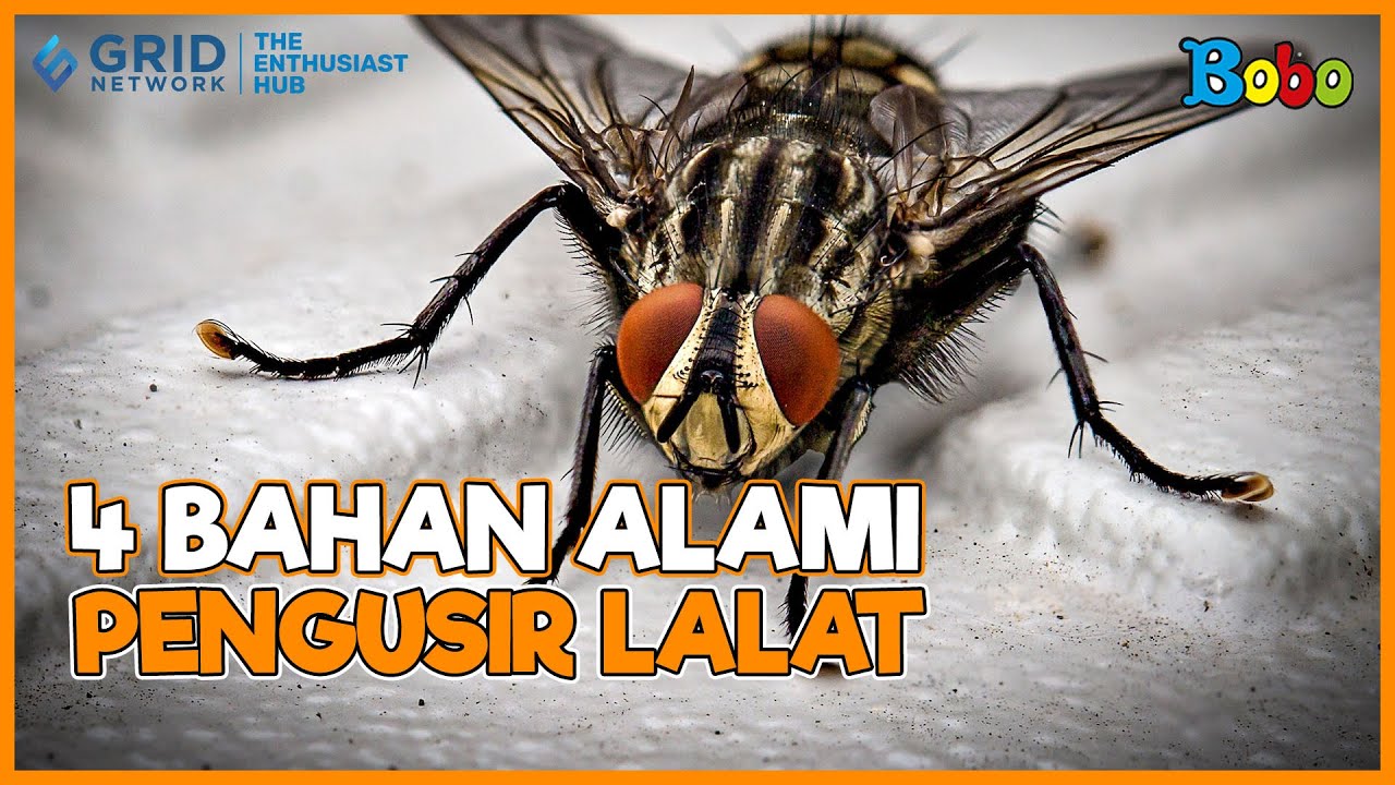 Cara Usir Lalat Paling Ampuh Pakai Bahan Alami Ini 👍 Fakta Menarik
