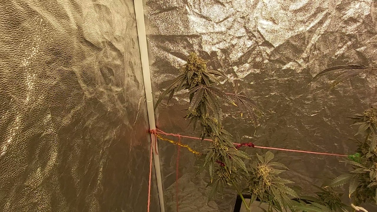 chempie last week of flower( Big fat buds) Ripper Seeds