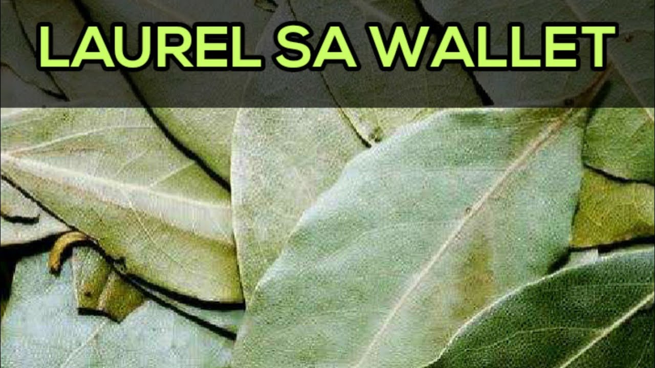 ANG 8 SWERTENG PARAAN NG PAGLALAGAY NG LAUREL SA IYONG WALLET🌿