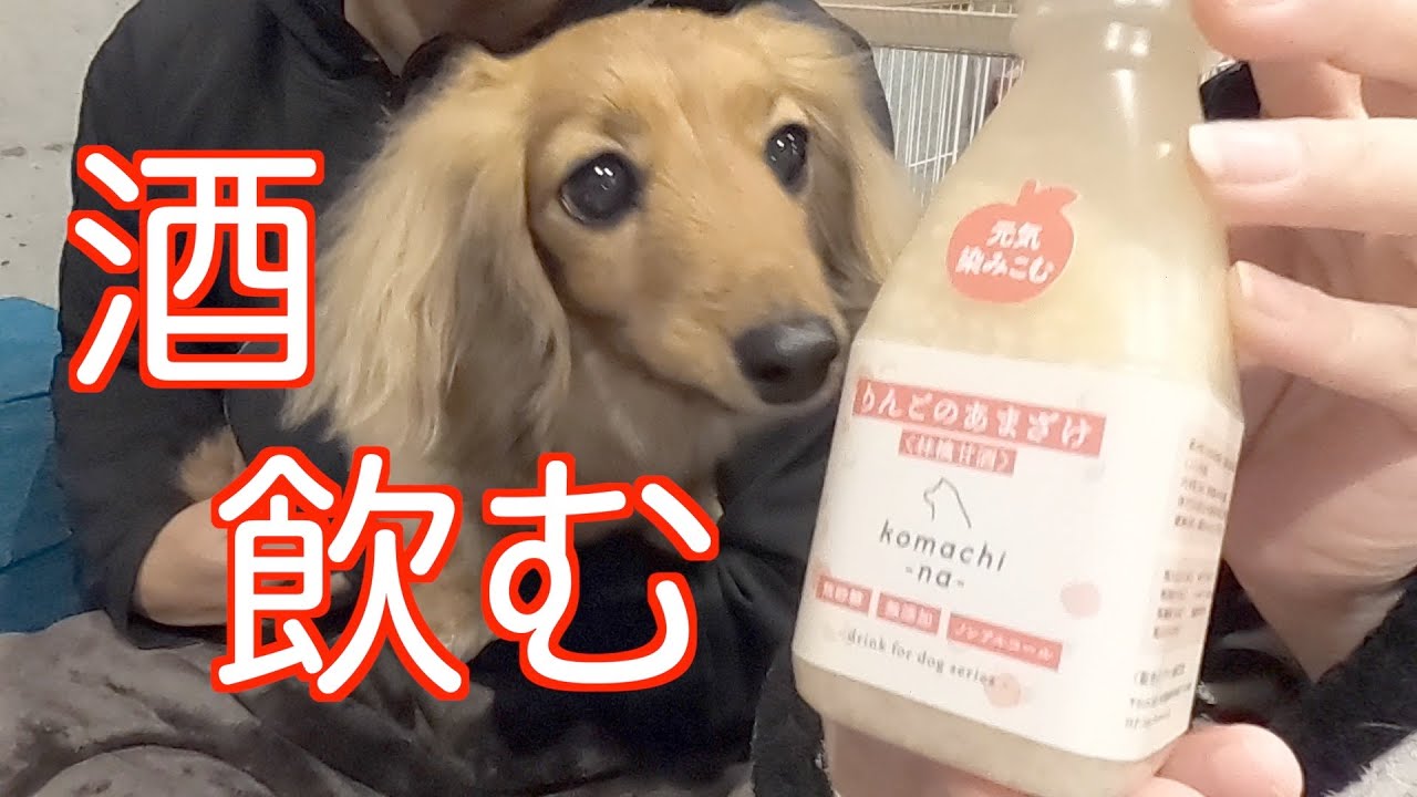 【元保護犬】初めての甘酒の反応は！？【カニンヘンダックスえびすの日常】