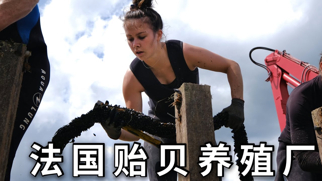 法国贻贝养殖能赚钱吗，花百万买辆拖拉机，员工都是猛男美女 | 法国 | 海鲜 | 青口 | 海虹 | 淡菜 | 贻贝 |