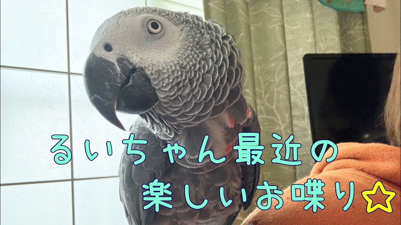 はいやっほう～ぱや～♪