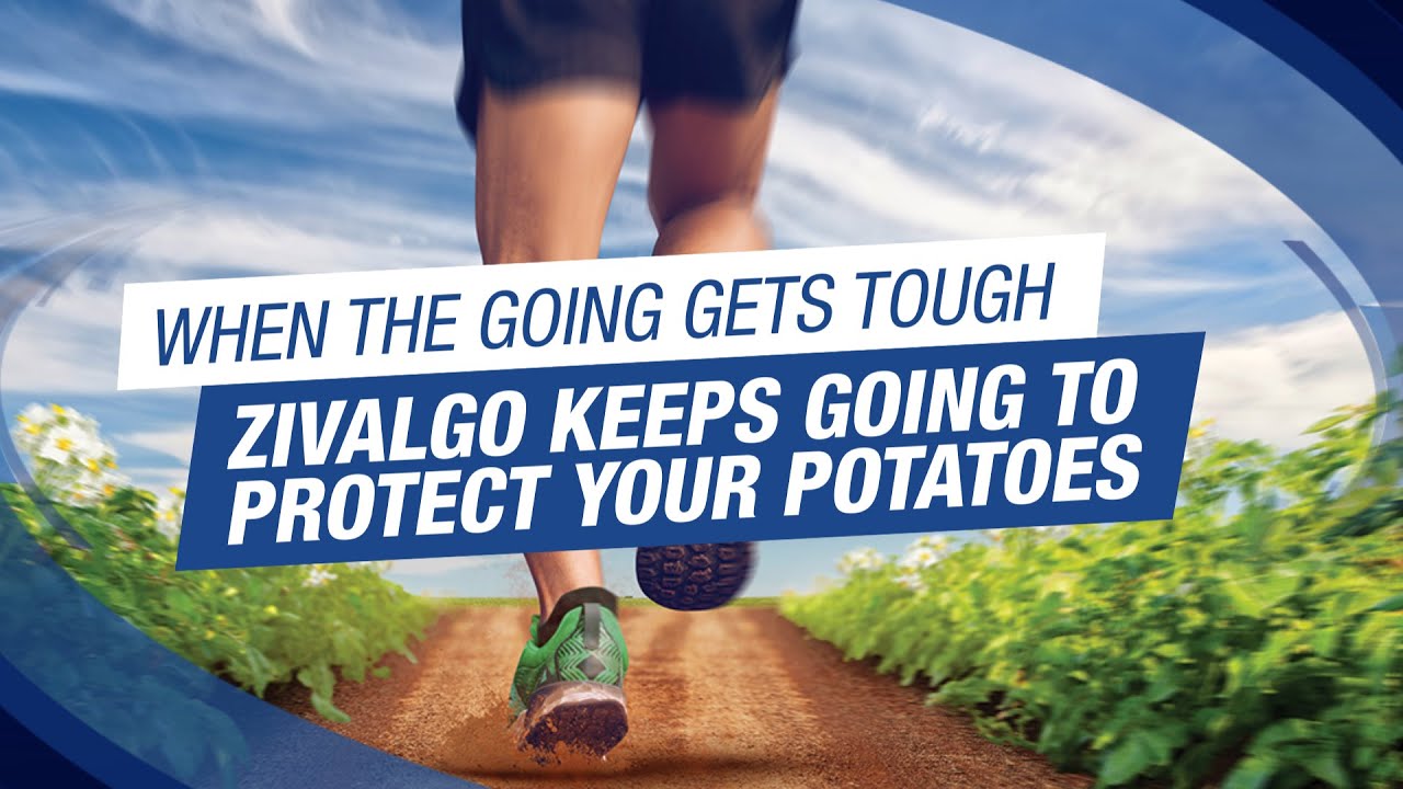 Control Potato Pests and Boost Yield Potential with Zivalgo Insecticide