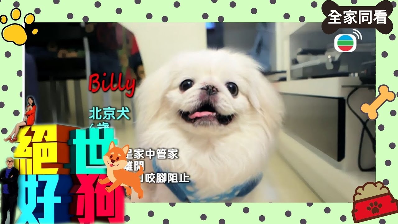 北京犬不是笨，只是不想理你啦~~~ | 絕世好狗 | 林盛斌、麥美恩、鄧佩儀、Justin Silver、David Donnenfeld | TVB 親子節目 | 寵物節目