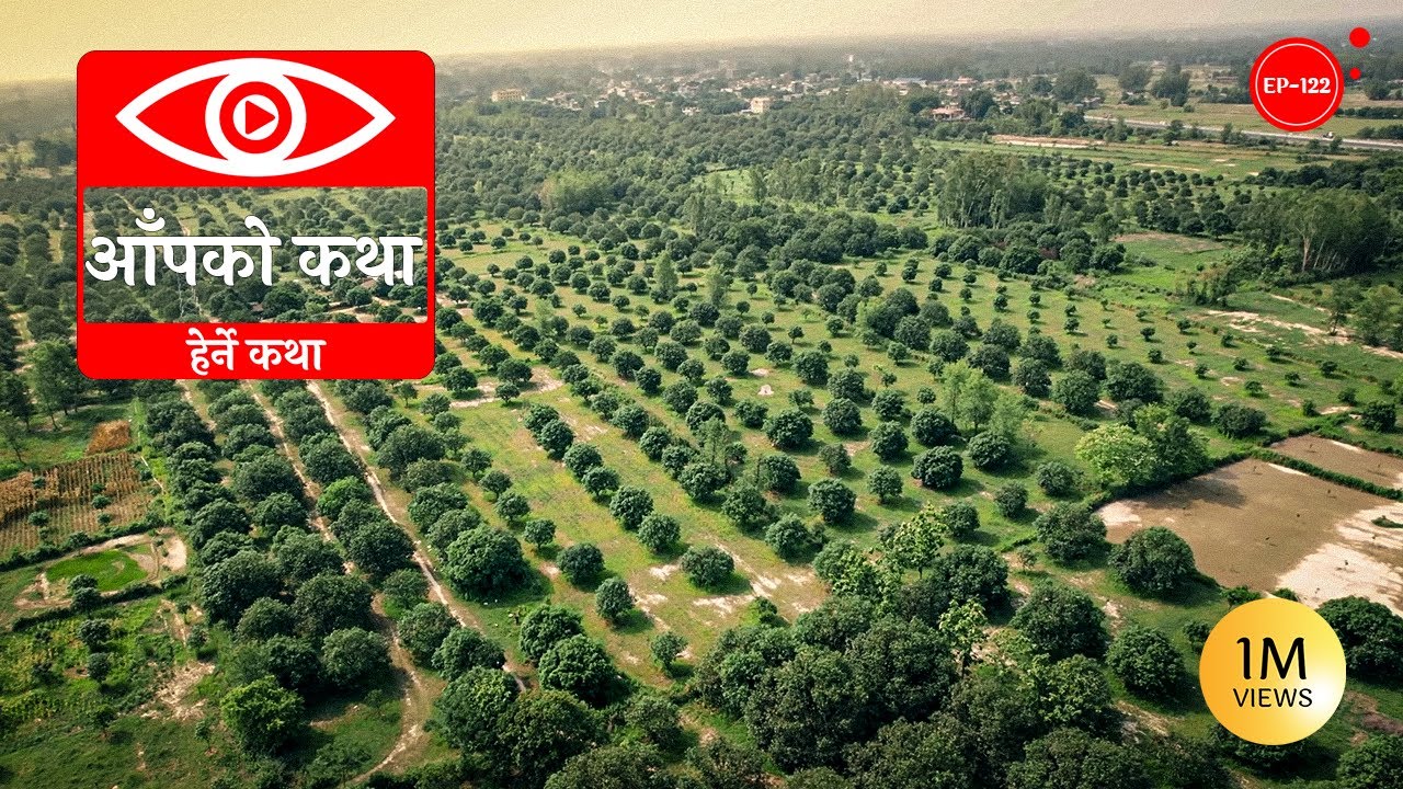 आँपको कथा | Story of Mango | Herne Katha EP122 - हेर्ने कथा