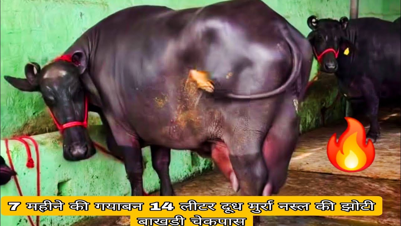 7 महीने की गयाबन 14 लीटर दूध मुर्रा नस्ल की झोटी बाखड़ी चेकपास #viralvideo #murraha 