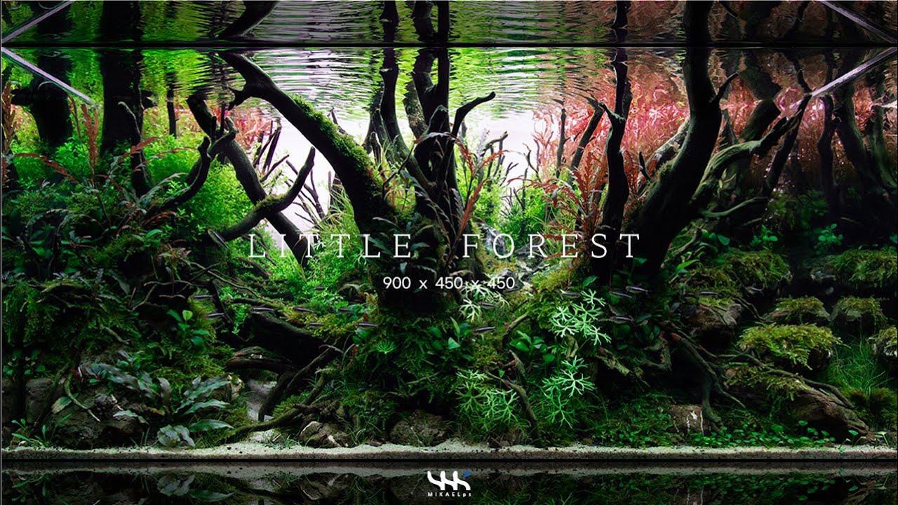 9045 : 리틀포레스트 (Little Forest)
