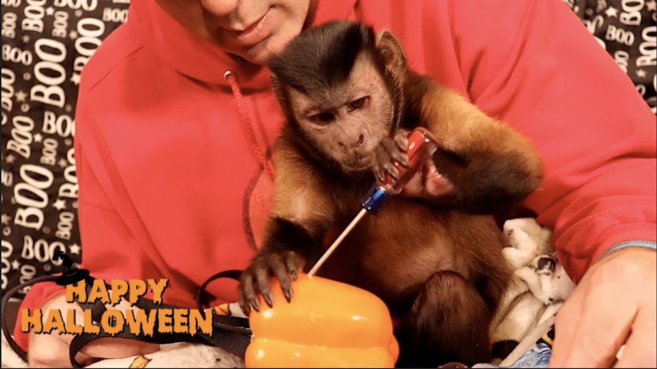 Capuchin Monkey & Halloween Pepper Party!