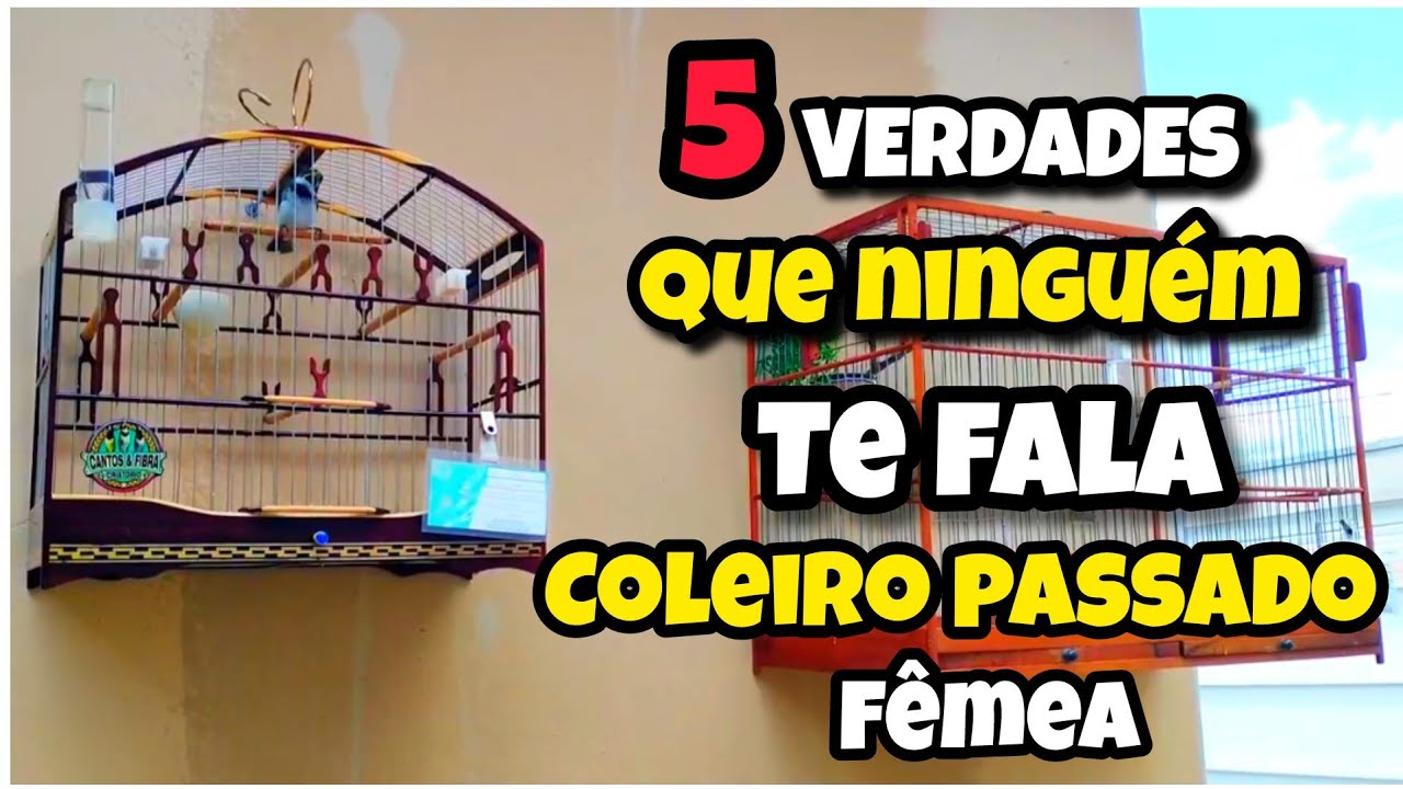 HOJE A DÚVIDA NÚMERO 1 NAS PUXADAS COLEIRO | 5 VERDADES QUE NINGUÉM TE FALA COLEIRO PASSADO DE FÊMEA