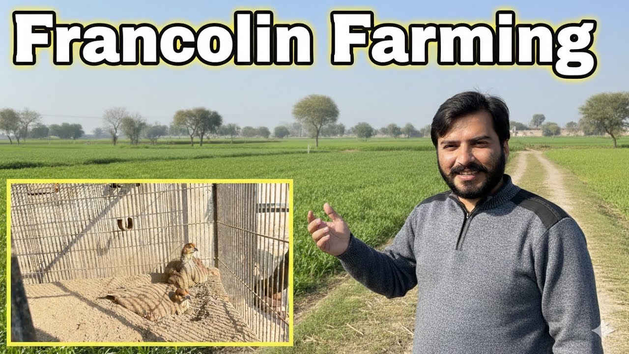 Francolin (Teetar) Farming Guide: Setup, Care, and Tips! 🐦