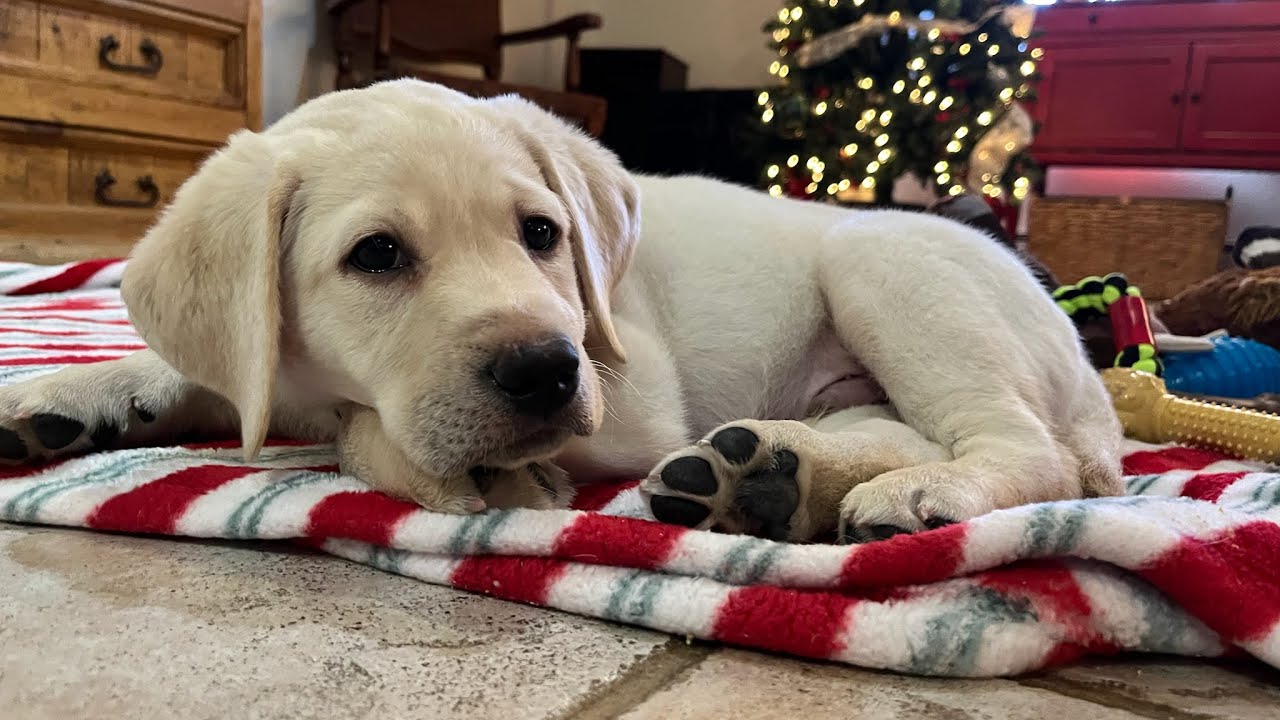 Christmas Puppy Cam REPLAY- Rudolph, Dasher and 8 ADORABLE Lab Puppies #labrador #puppy #cutepuppies