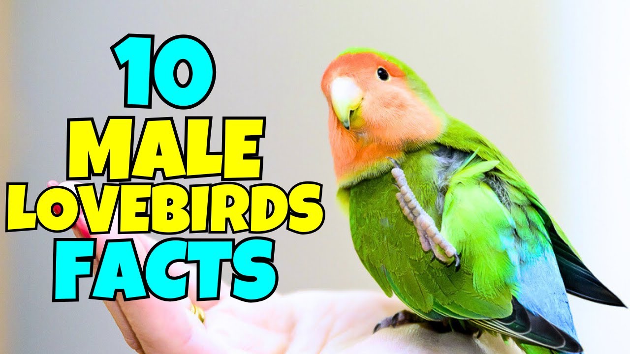 Male Lovebirds: 5 Facts That Will Amaze You✨