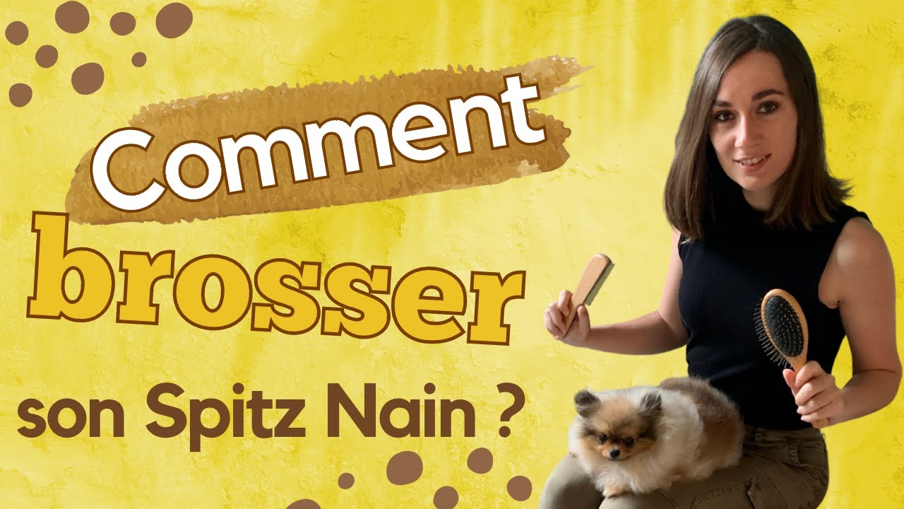 🐶 Comment brosser mon Spitz Nain ?  🐾 : ✦ 100% #POMERANIAN
