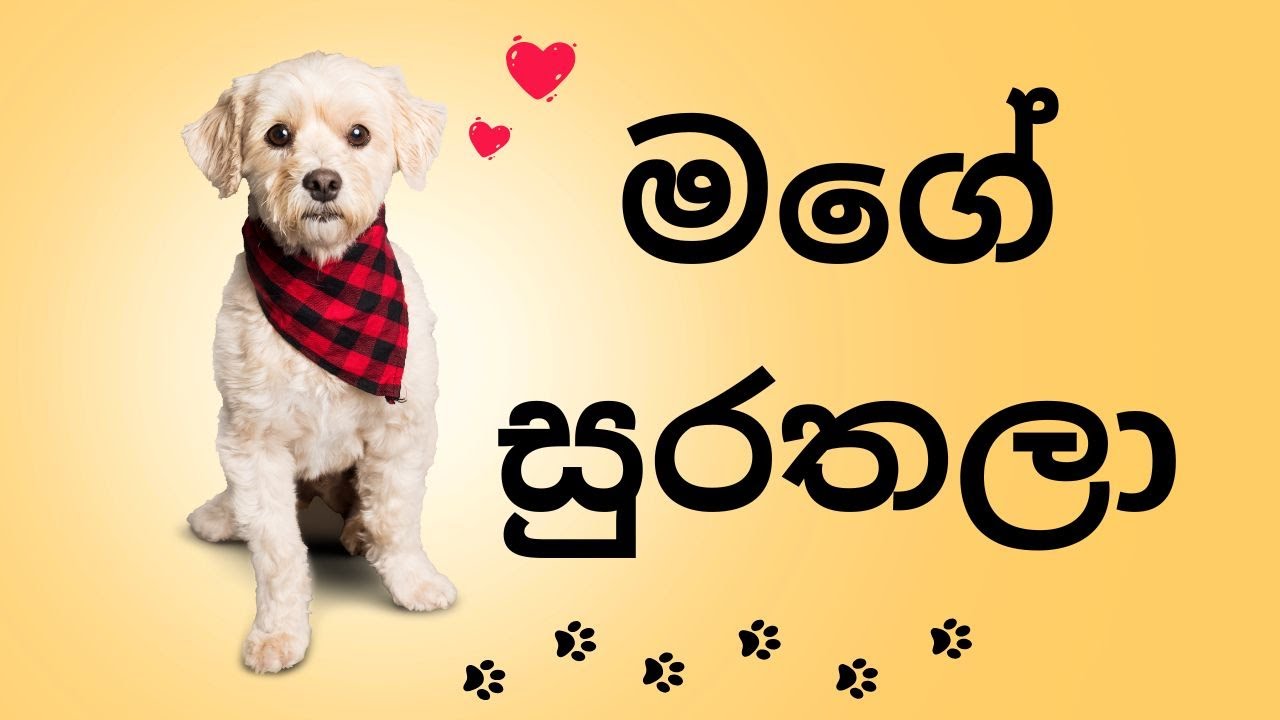 මගේ සුරතලා I සිංහල රචනා