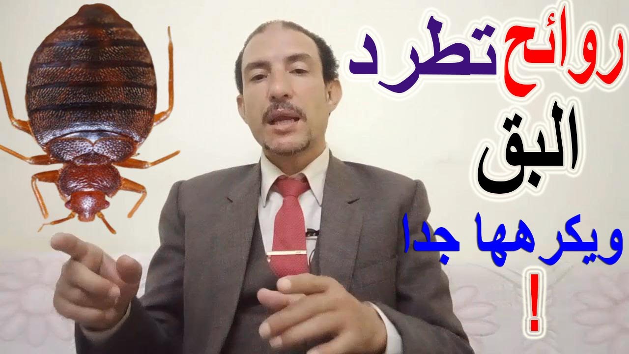 روائح  تطرد البق ويكرهها البق جدا #بق_الفراش