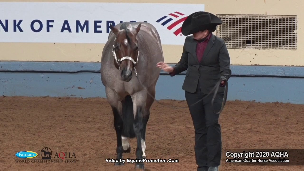 2020 AQHA Select Performance Halter Stallions