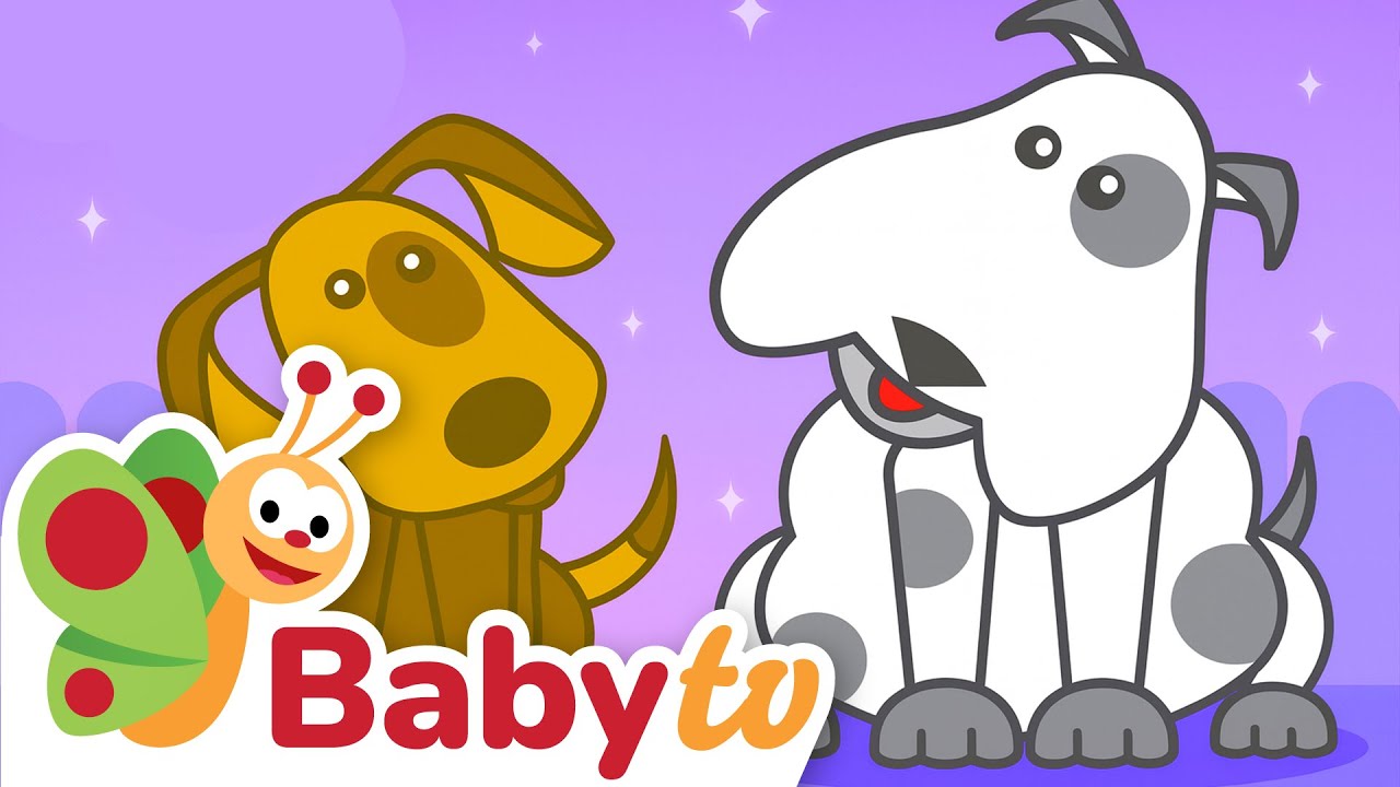 Voici Brownie le chien 🐶 | Apprends avec Louie ! @BabyTVFR