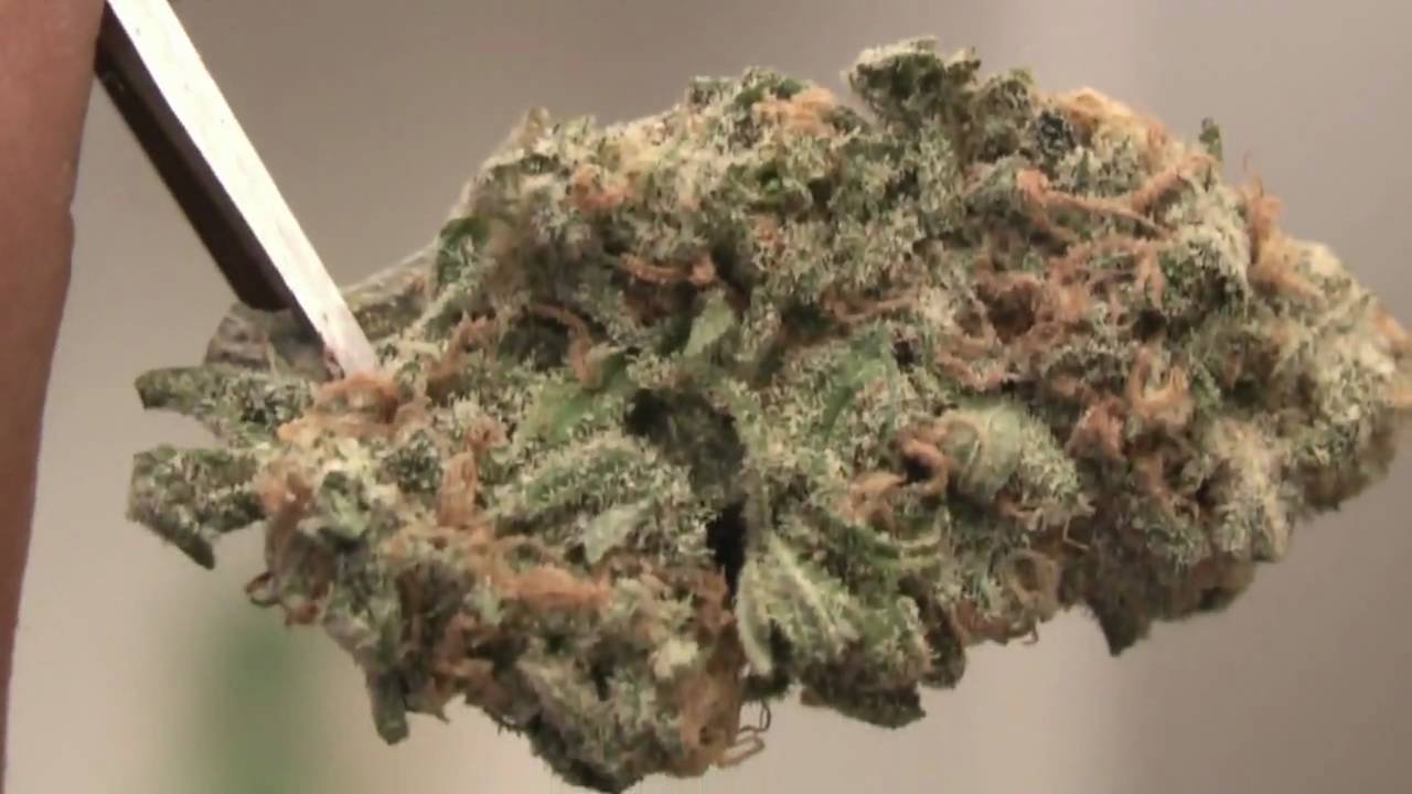 San Diego Weed Review #7 : Oasis Herbal Center's Magic & Blue Dream
