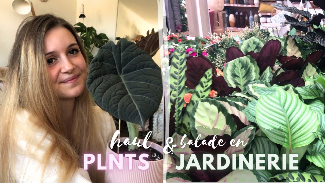 Haul Plnts, balade dans les jardineries de Nancy et des nouvelles de quelques plantes