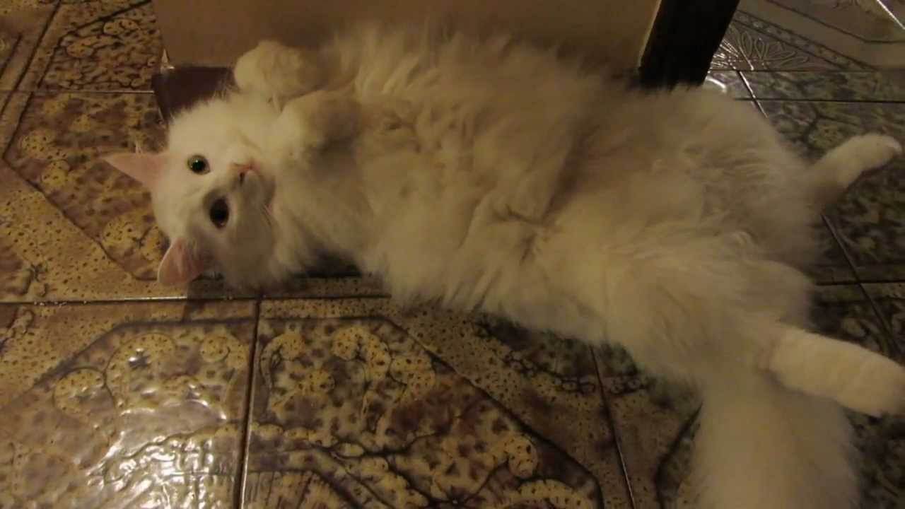 Relaxed Shira ~ Turkish Angora Cat