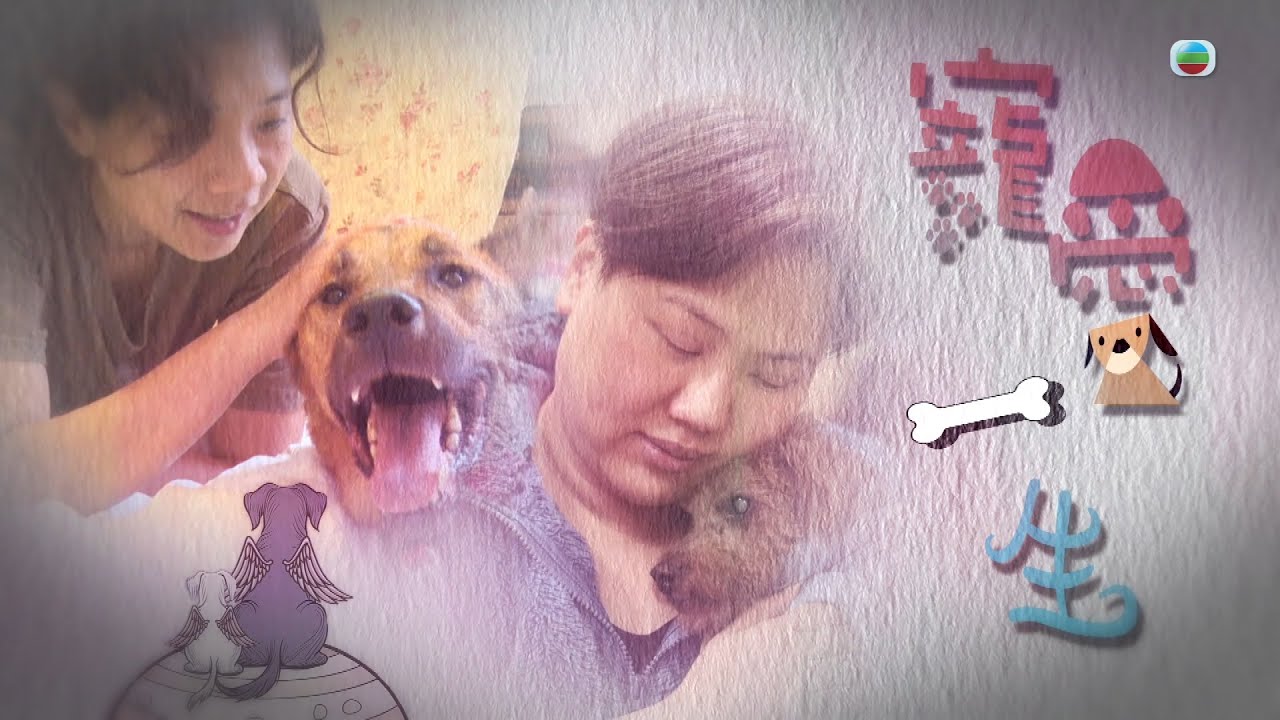 TVB星期日檔案｜寵愛一生｜ 無綫新聞 TVB News