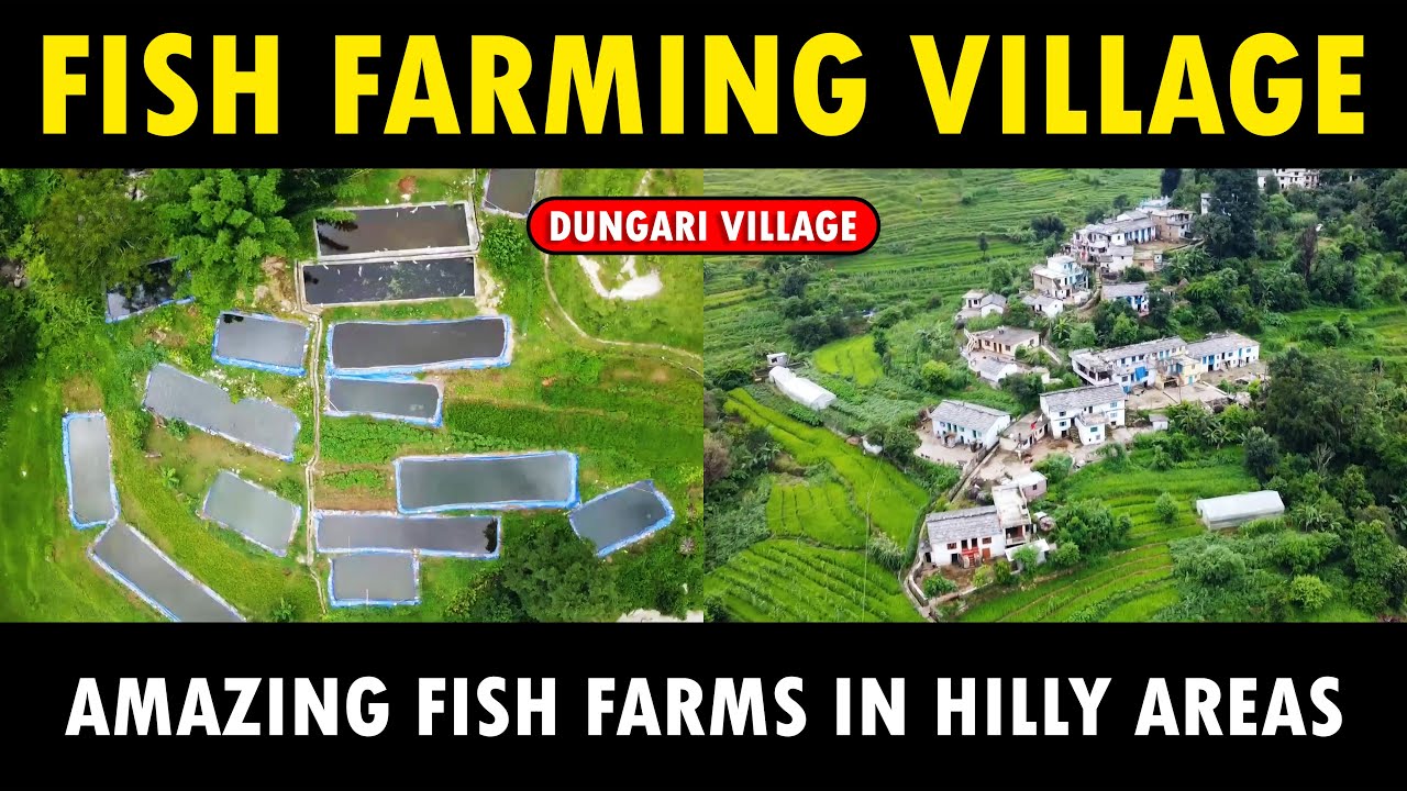 Fish Farming in Hilly Areas | Fisheries Department, Pithoragarh | Dungri village | Biofloc Fish Farm