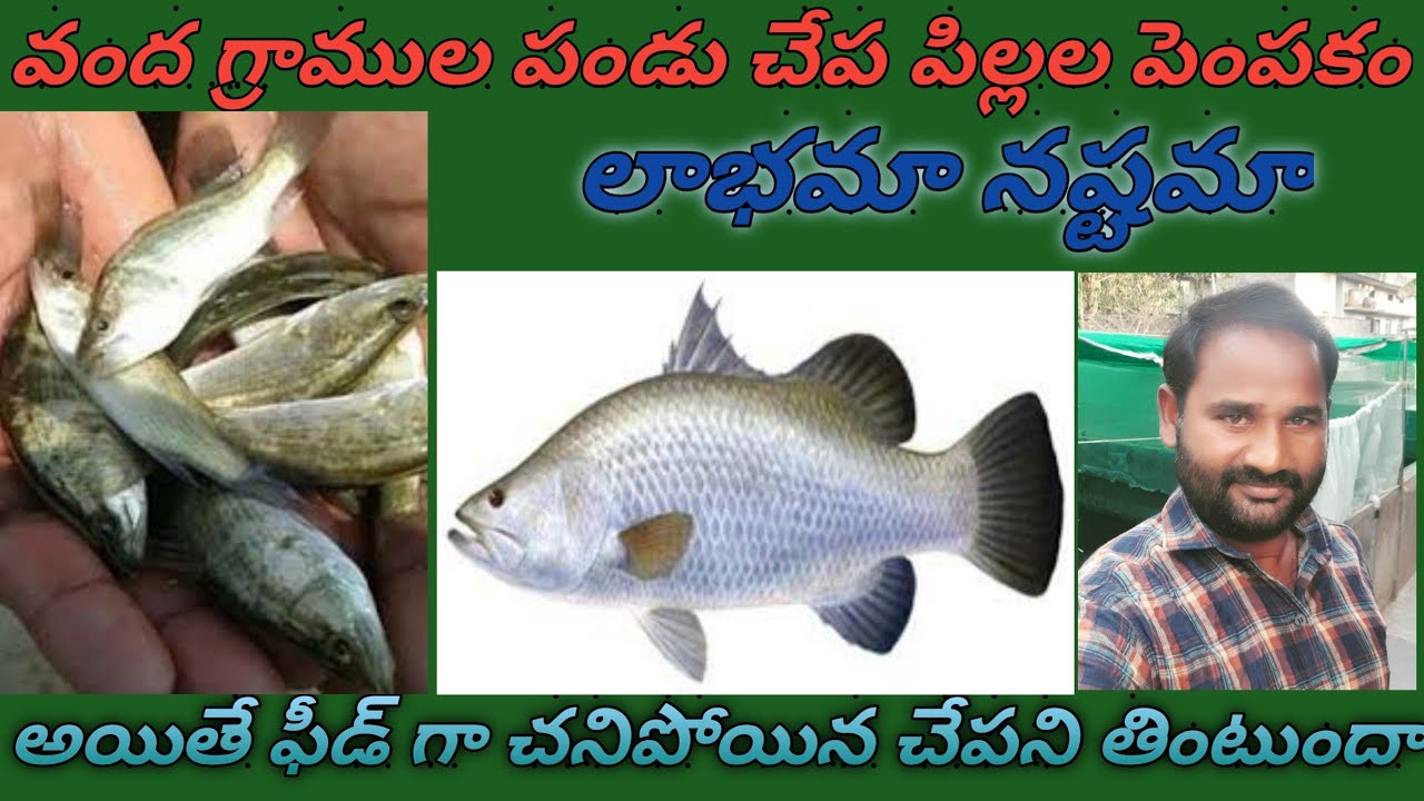 100 grams seabass farming in ponds profit or loss,trained  dead fish,9493243217,sekar:9490636466