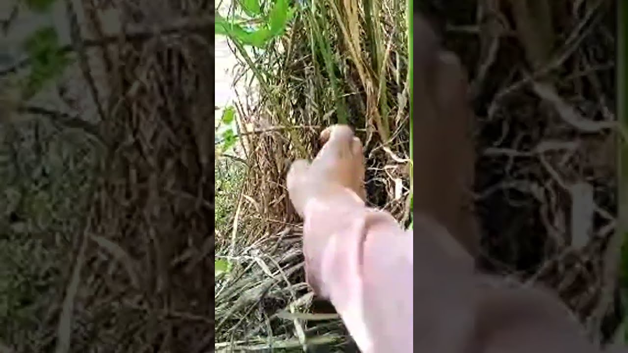 แม่น้องเนย กำลังถ่ายทอดสด!