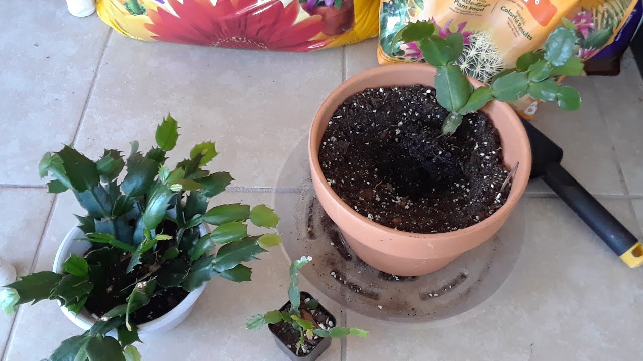 Repotting my new Christmas Cactus into fresh succulent soil 🌵